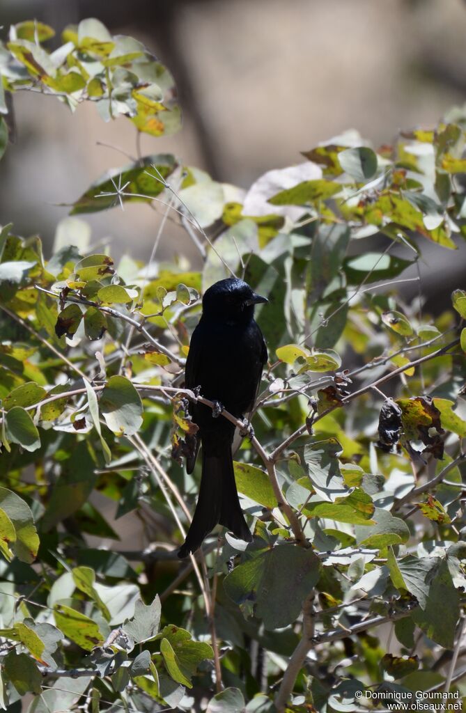 Drongo brillant mâle