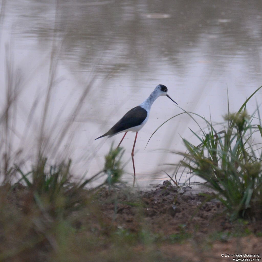 Black-winged Stilt, identification