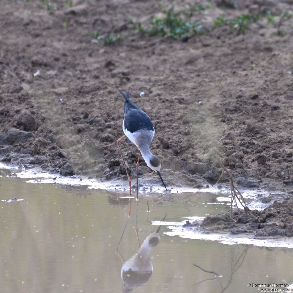 Black-winged Stilt, identification