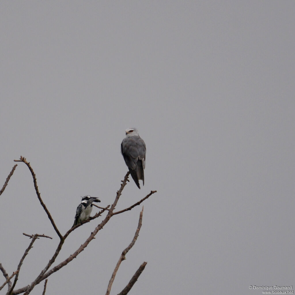 Black-winged Kiteadult, identification
