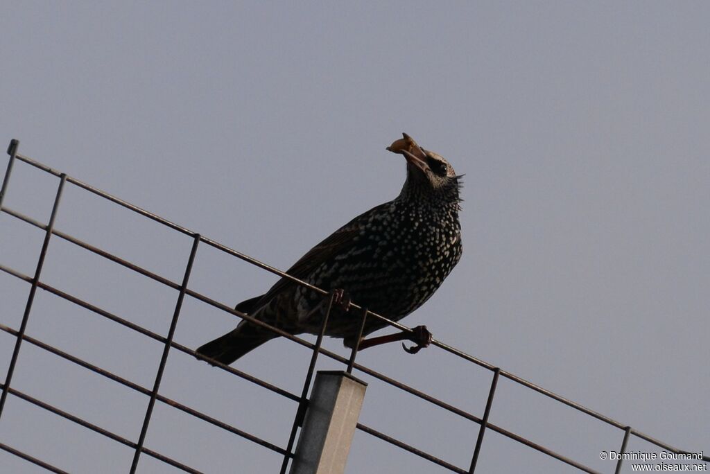 Common Starlingadult post breeding