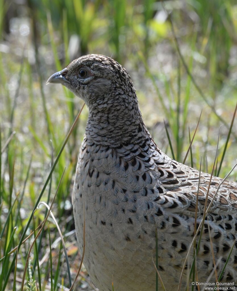 Common Pheasant female