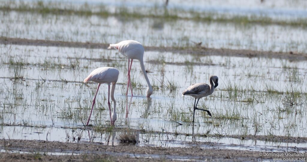 Flamant rose