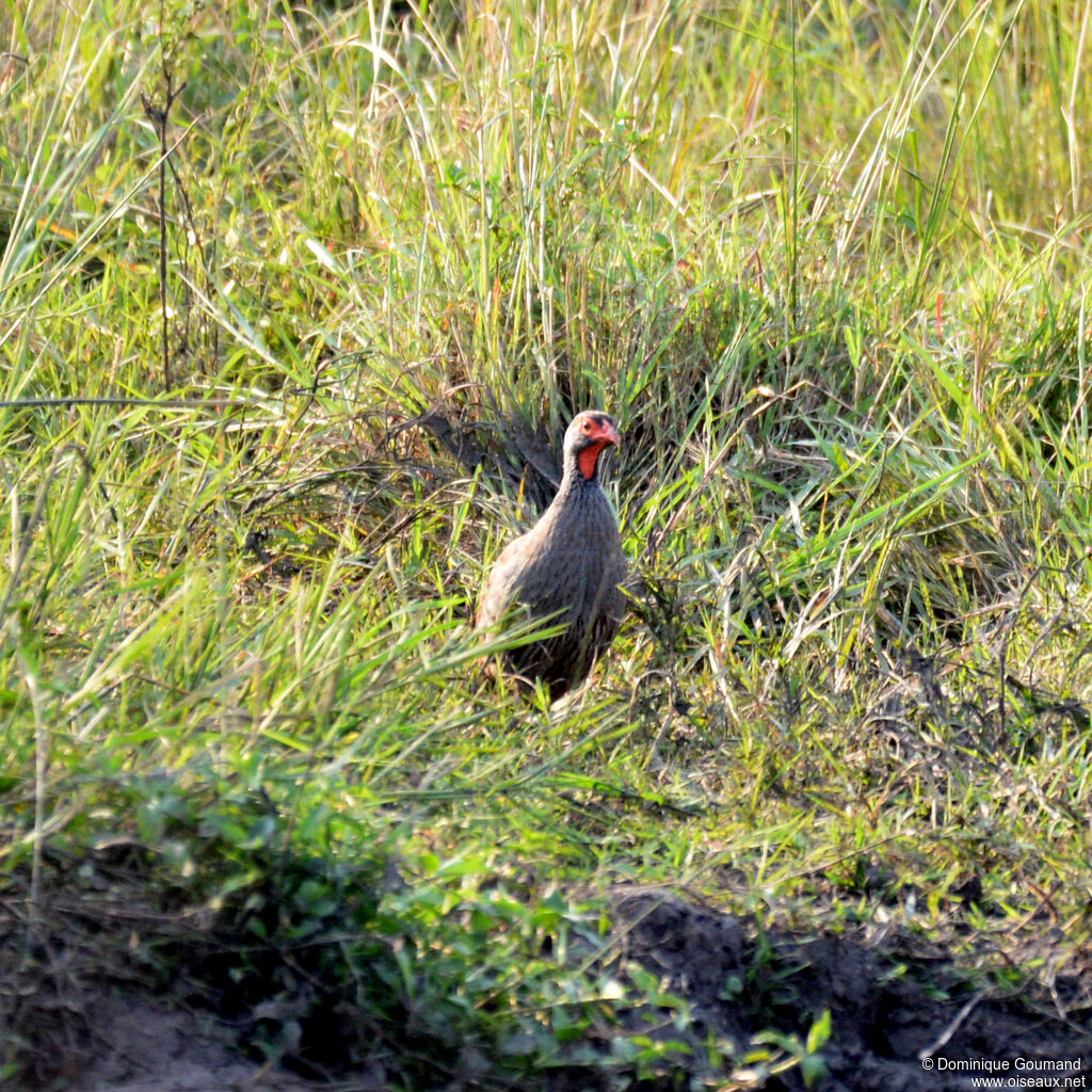 Francolin à gorge rougeadulte, identification