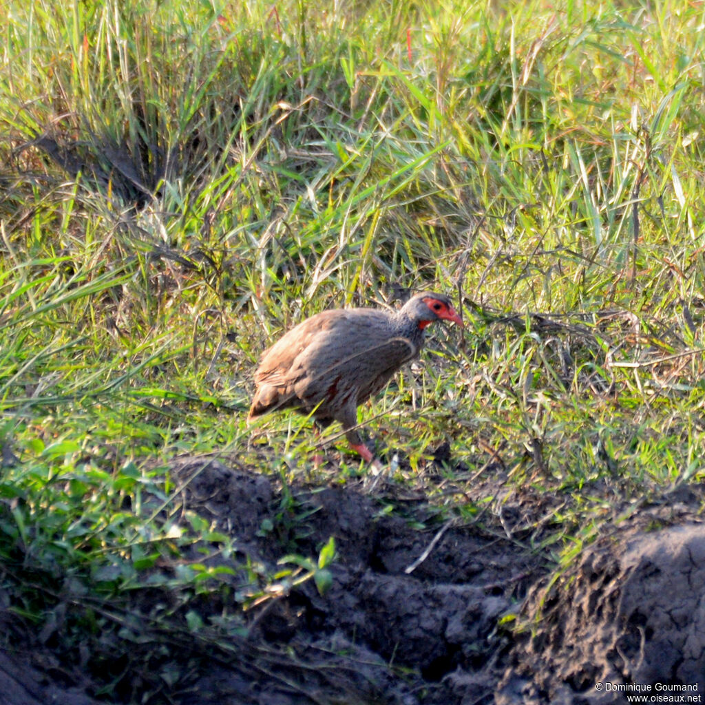 Francolin à gorge rougeadulte, identification