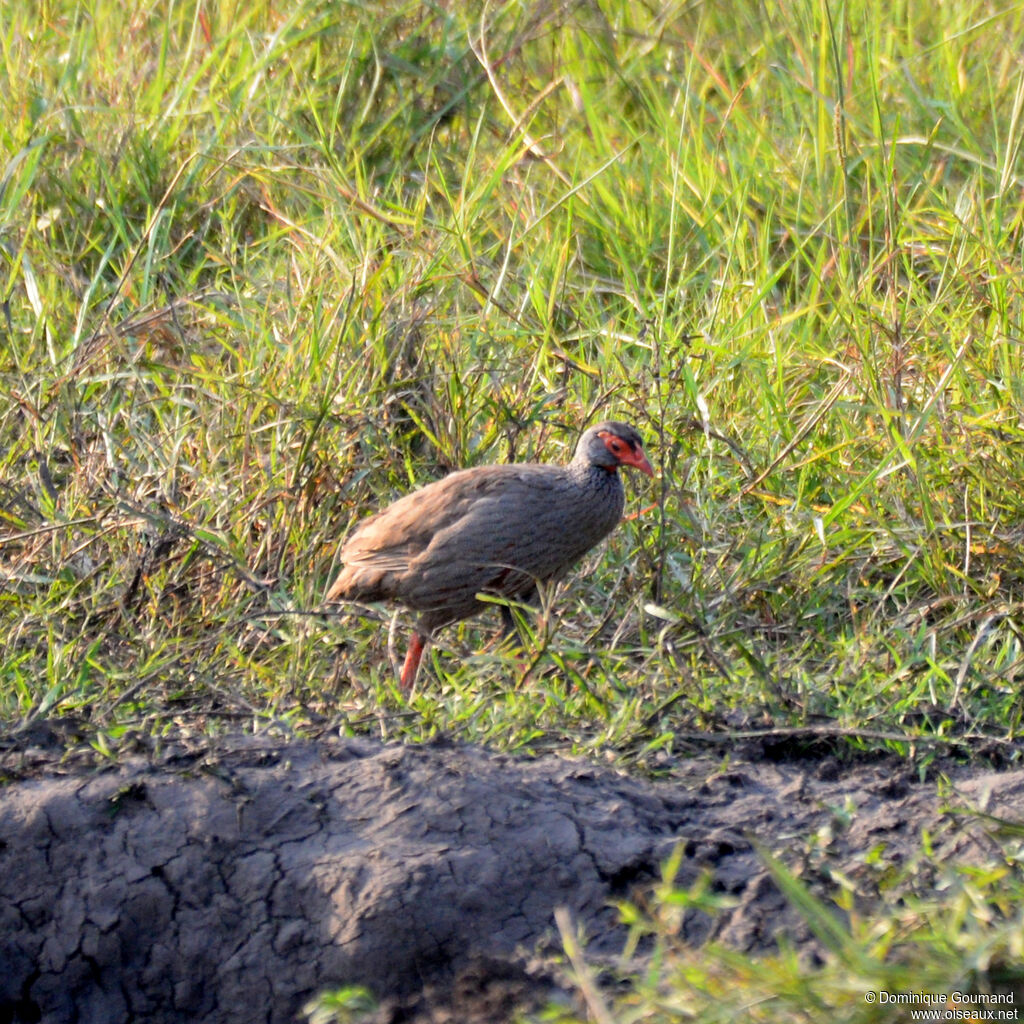 Red-necked Spurfowladult, identification