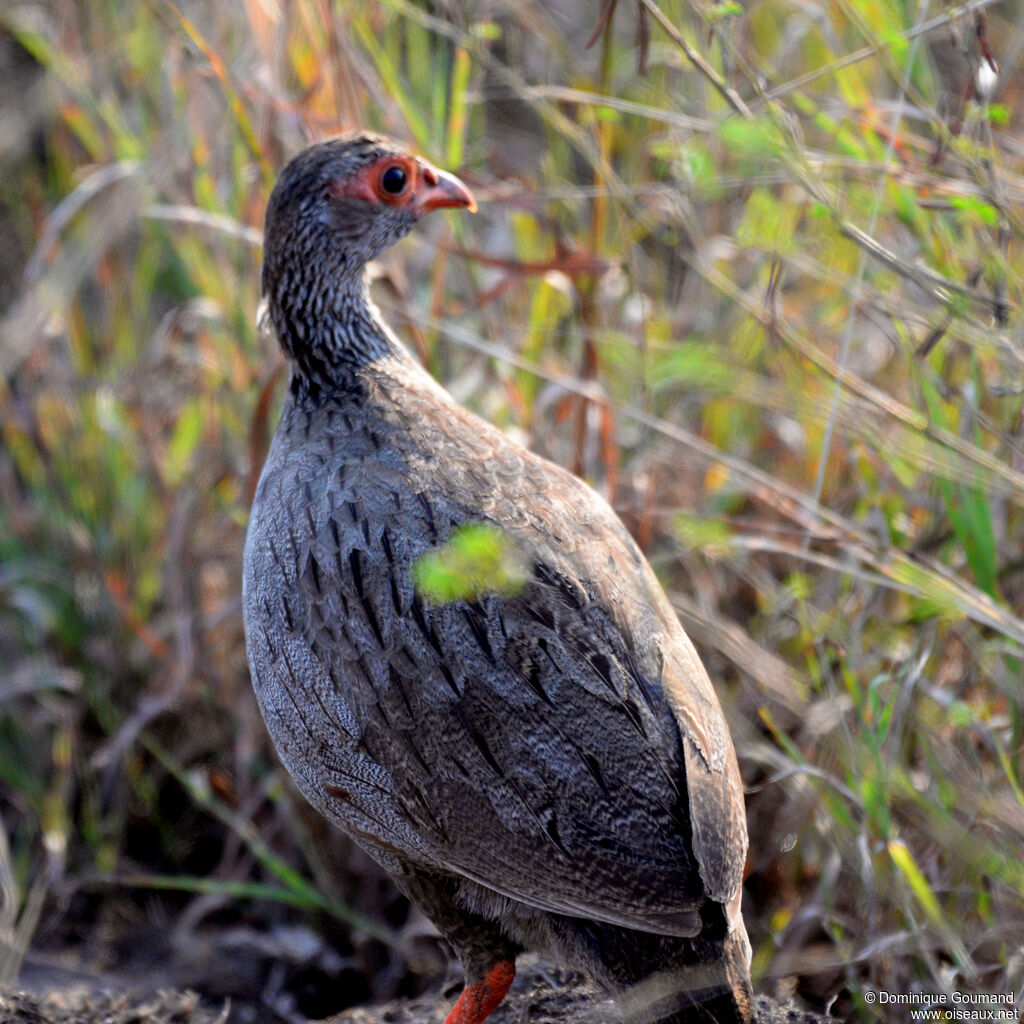Francolin à gorge rougeadulte, portrait