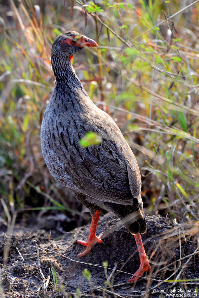 Francolin à gorge rougeadulte, identification, marche
