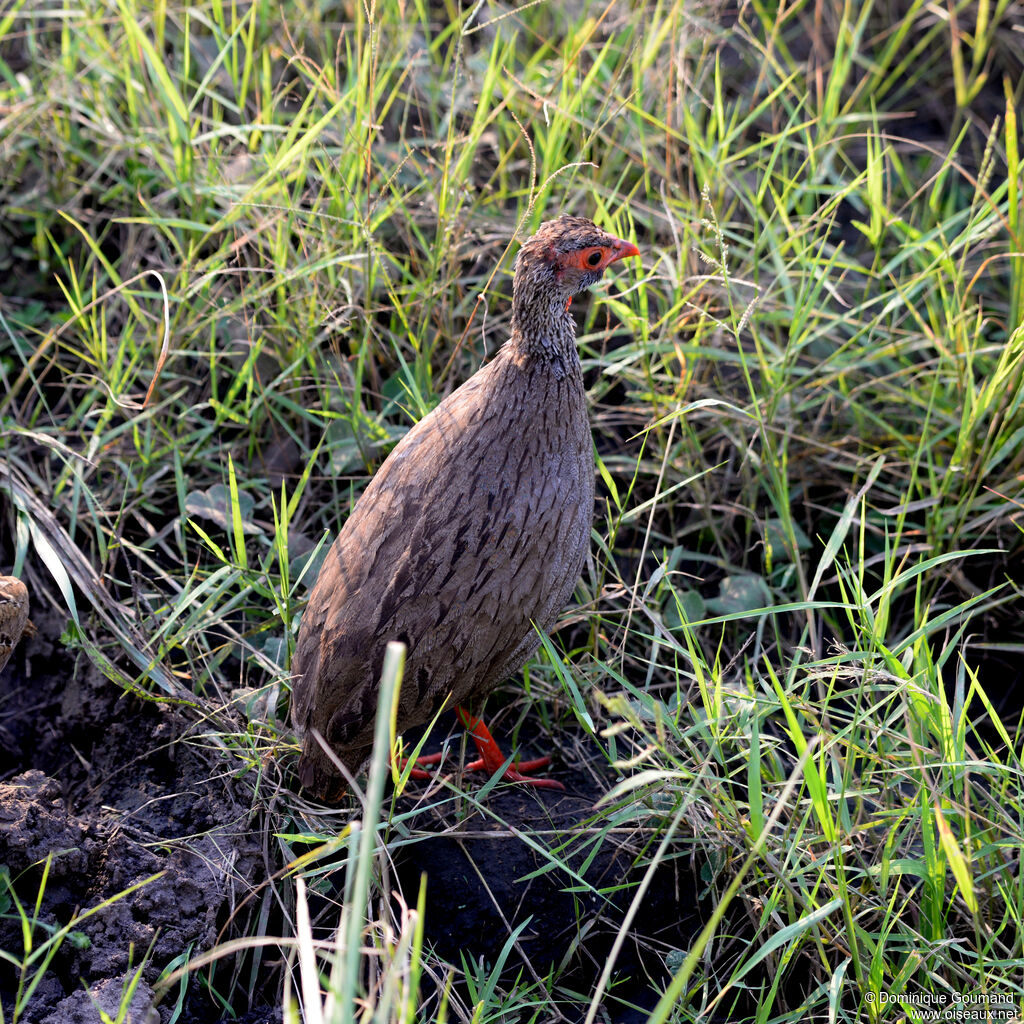Francolin à gorge rougeadulte, identification