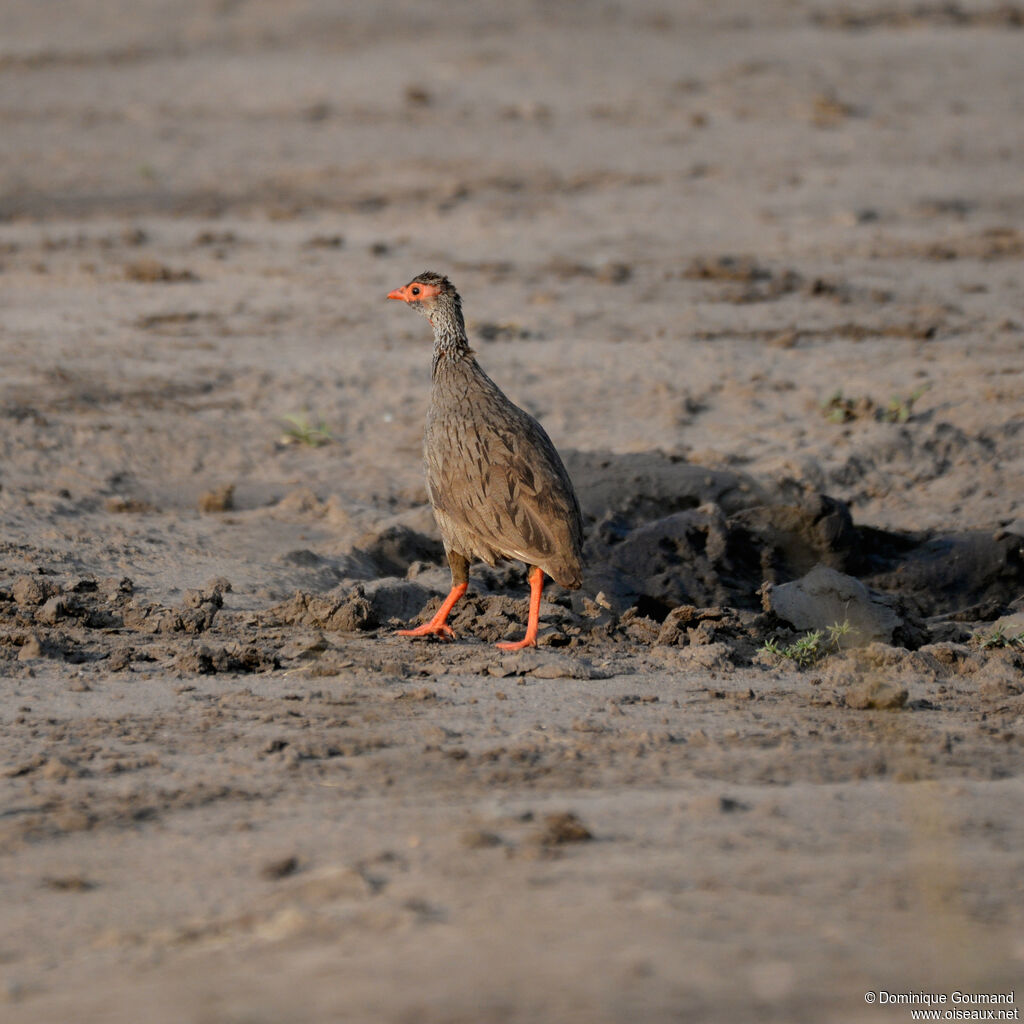 Francolin à gorge rougeadulte, identification