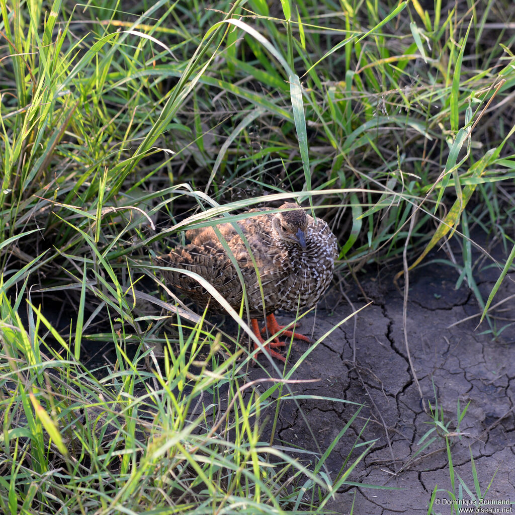 Francolin à gorge rougejuvénile