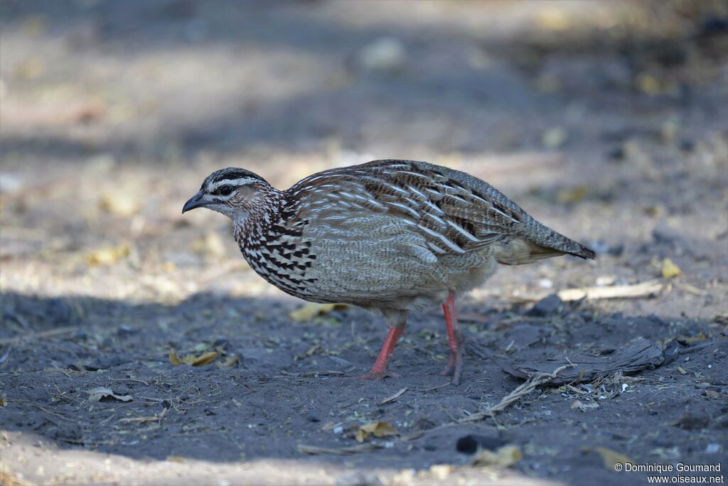Francolin huppé femelle