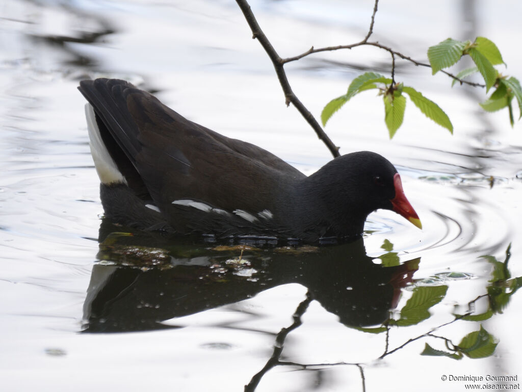 Gallinule poule-d'eauadulte, nage