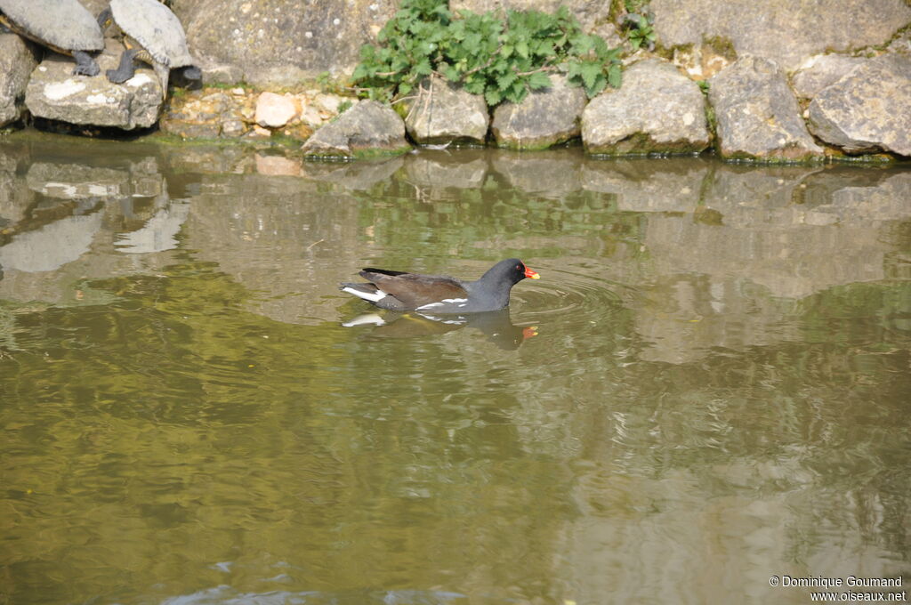 Gallinule poule-d'eau