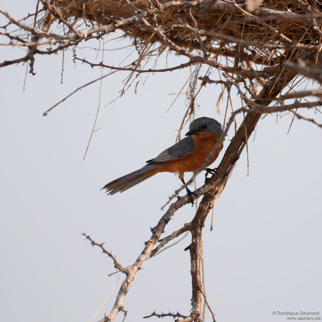 Silverbirdadult, identification