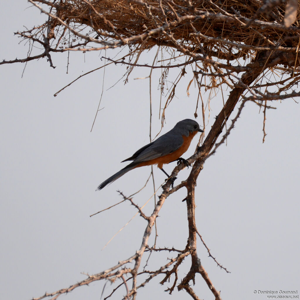 Silverbirdadult, identification