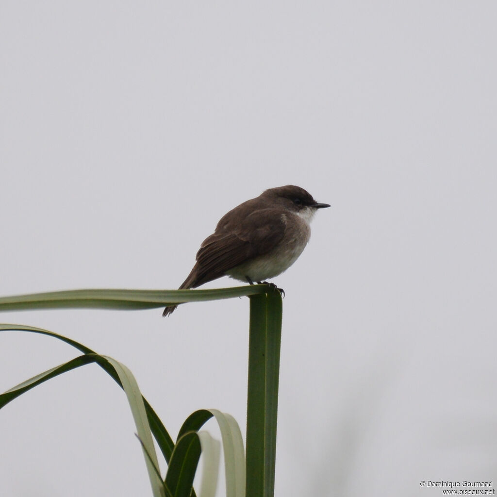 Gobemouche des maraisadulte, identification