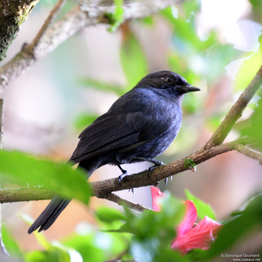 Northern Black Flycatcher male adult