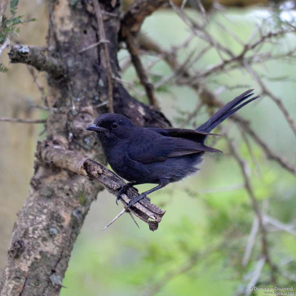 Northern Black Flycatcheradult, identification