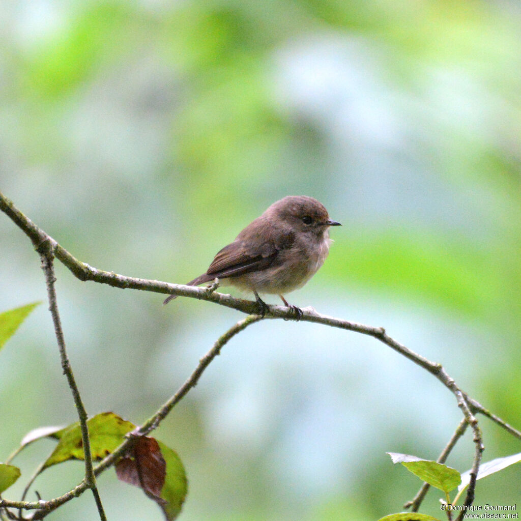 African Dusky Flycatcheradult, identification