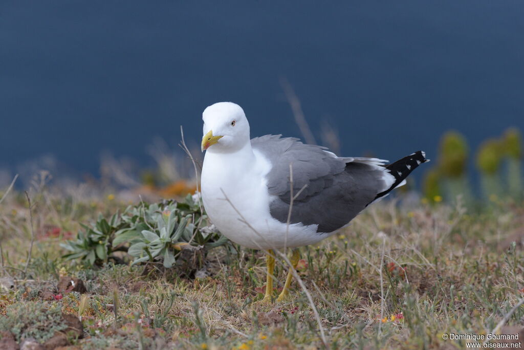 Goéland leucophéeadulte