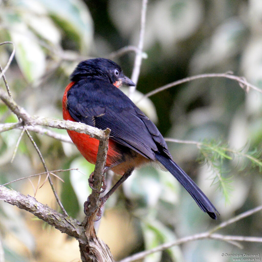 Black-headed Gonolekadult