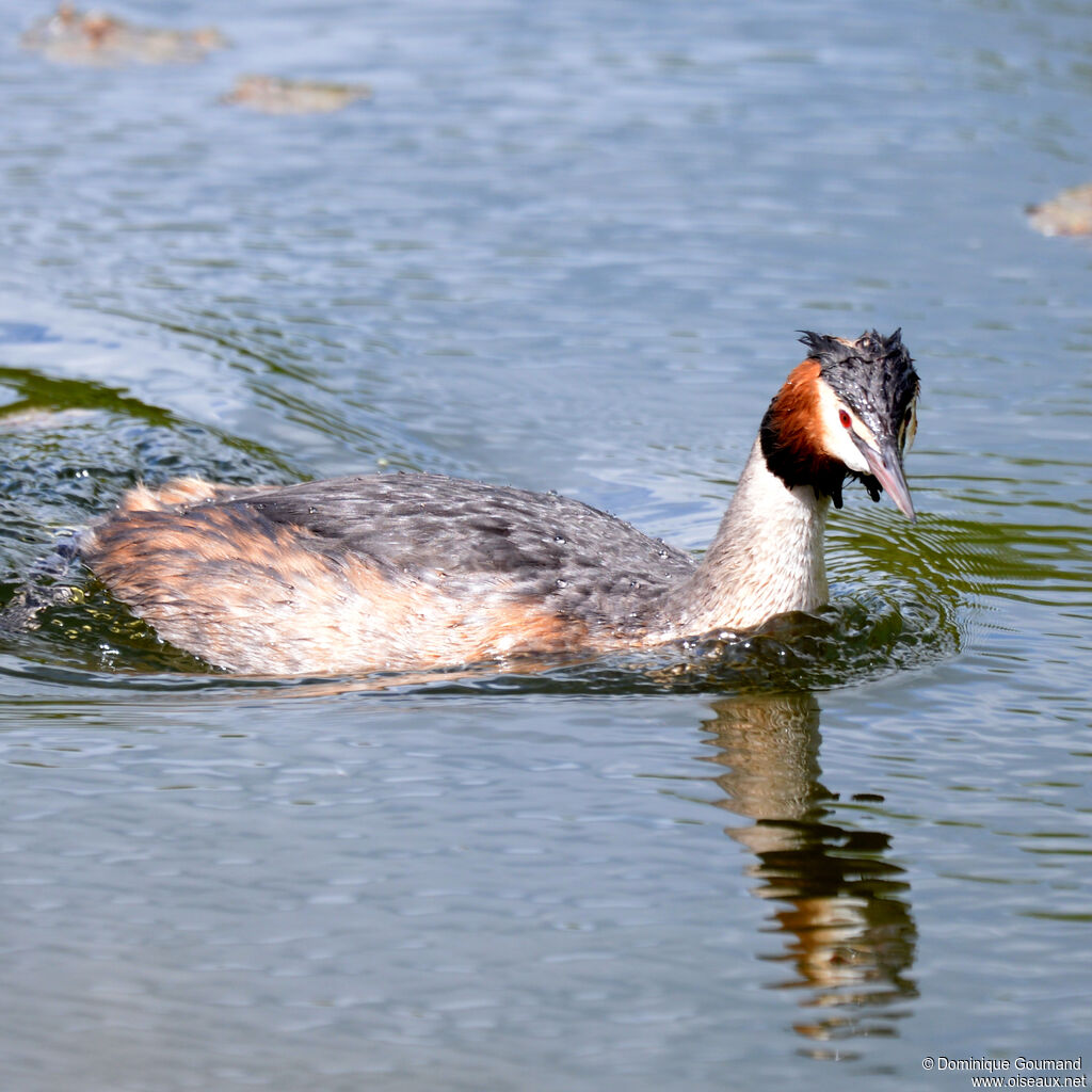 Grèbe huppéadulte nuptial, identification, nage