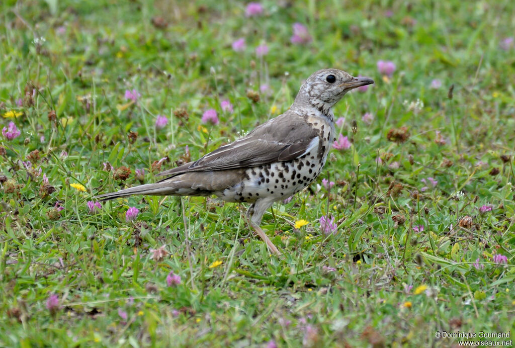 Grive draineadulte
