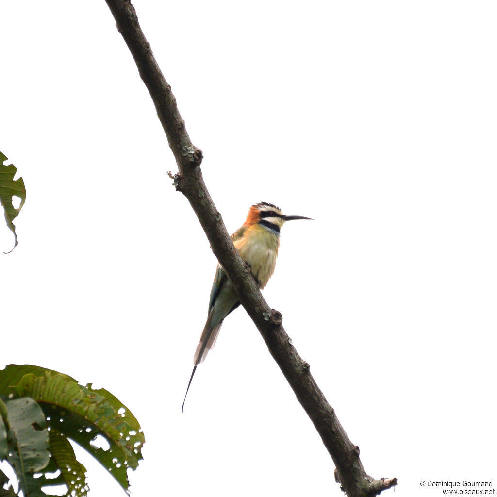 Guêpier à gorge blancheadulte, identification