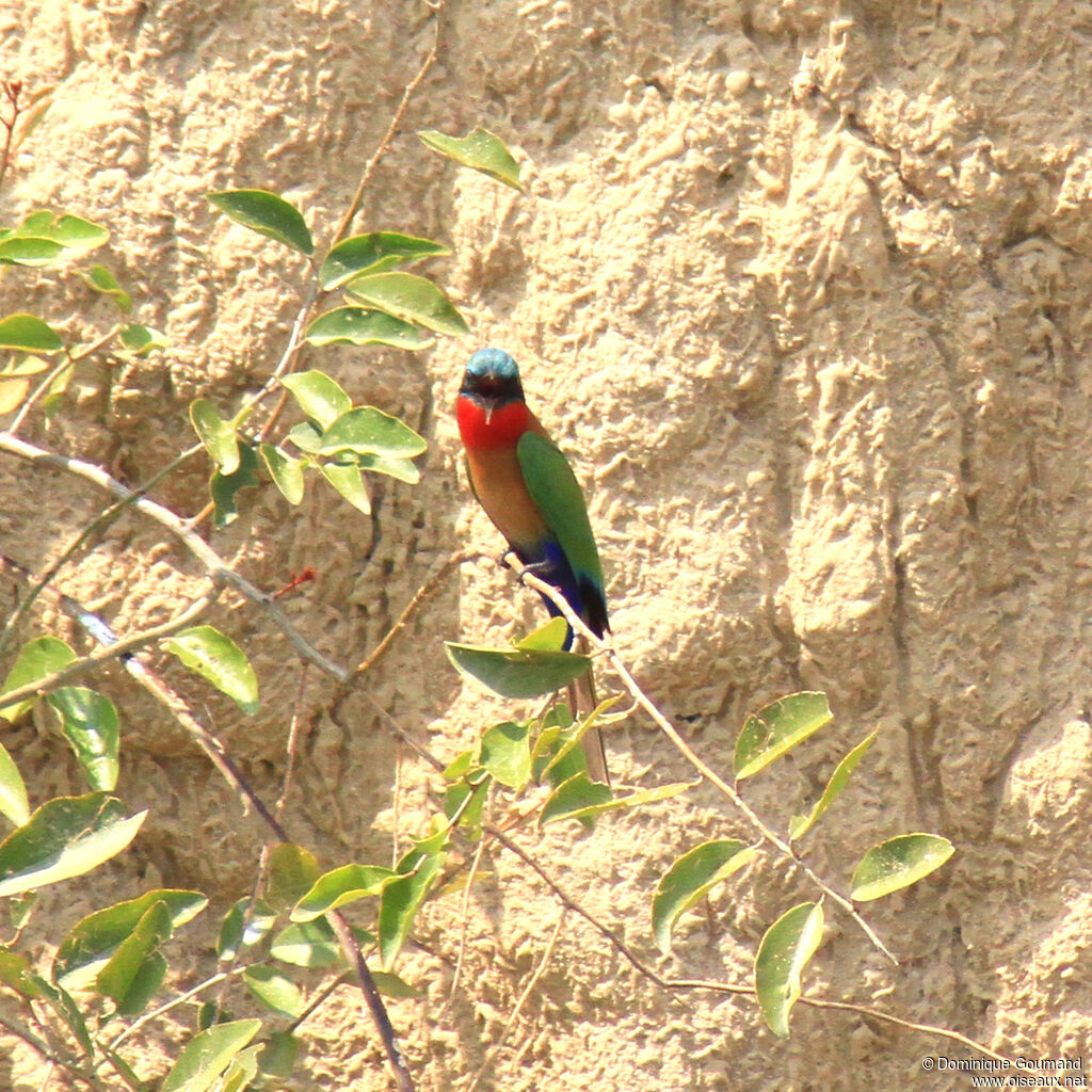 Guêpier à gorge rougeadulte, identification