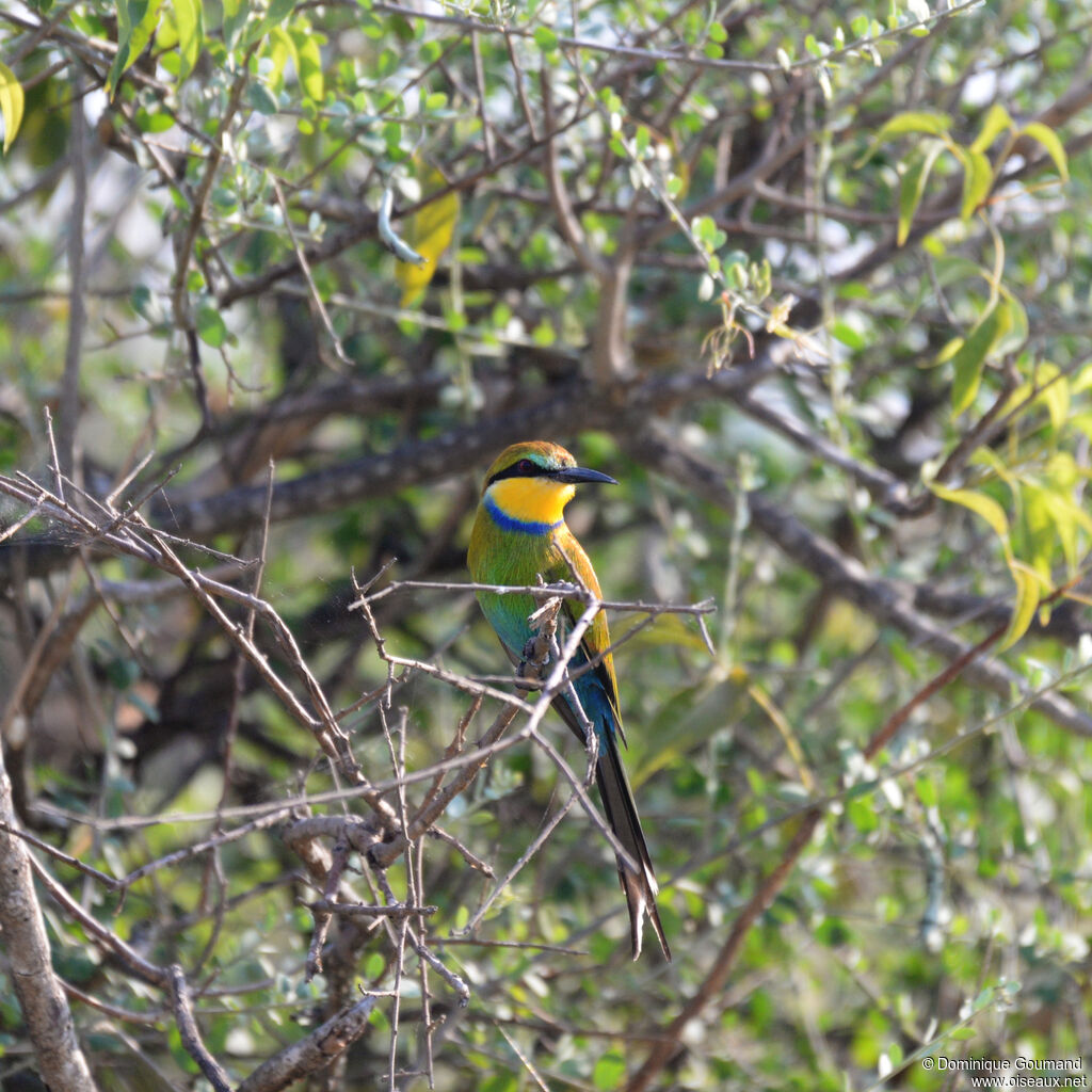 Swallow-tailed Bee-eateradult, identification