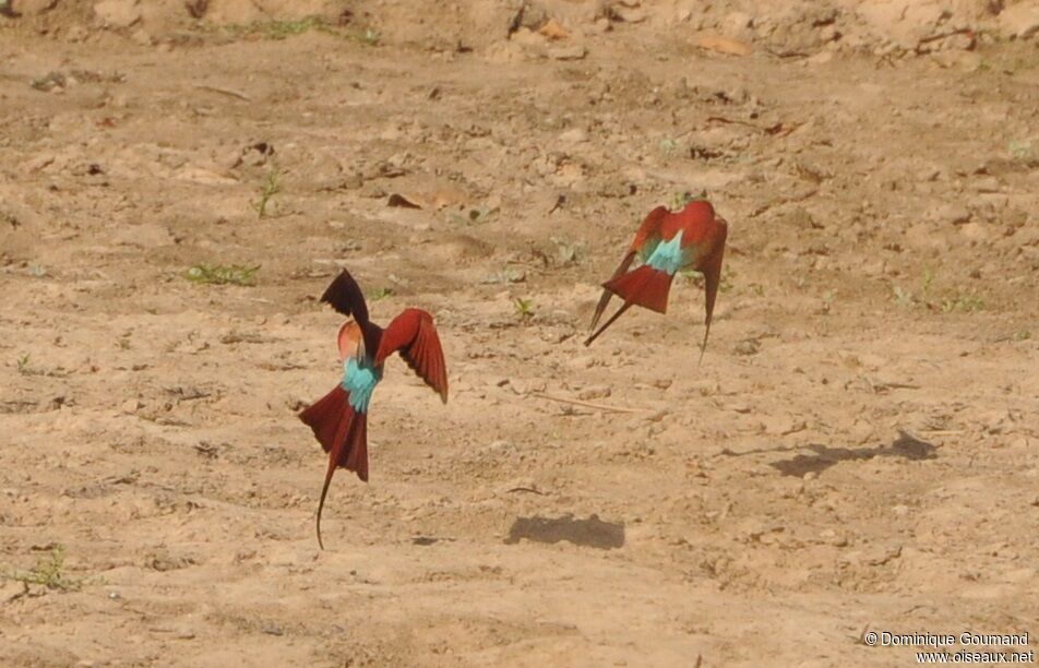 Southern Carmine Bee-eater
