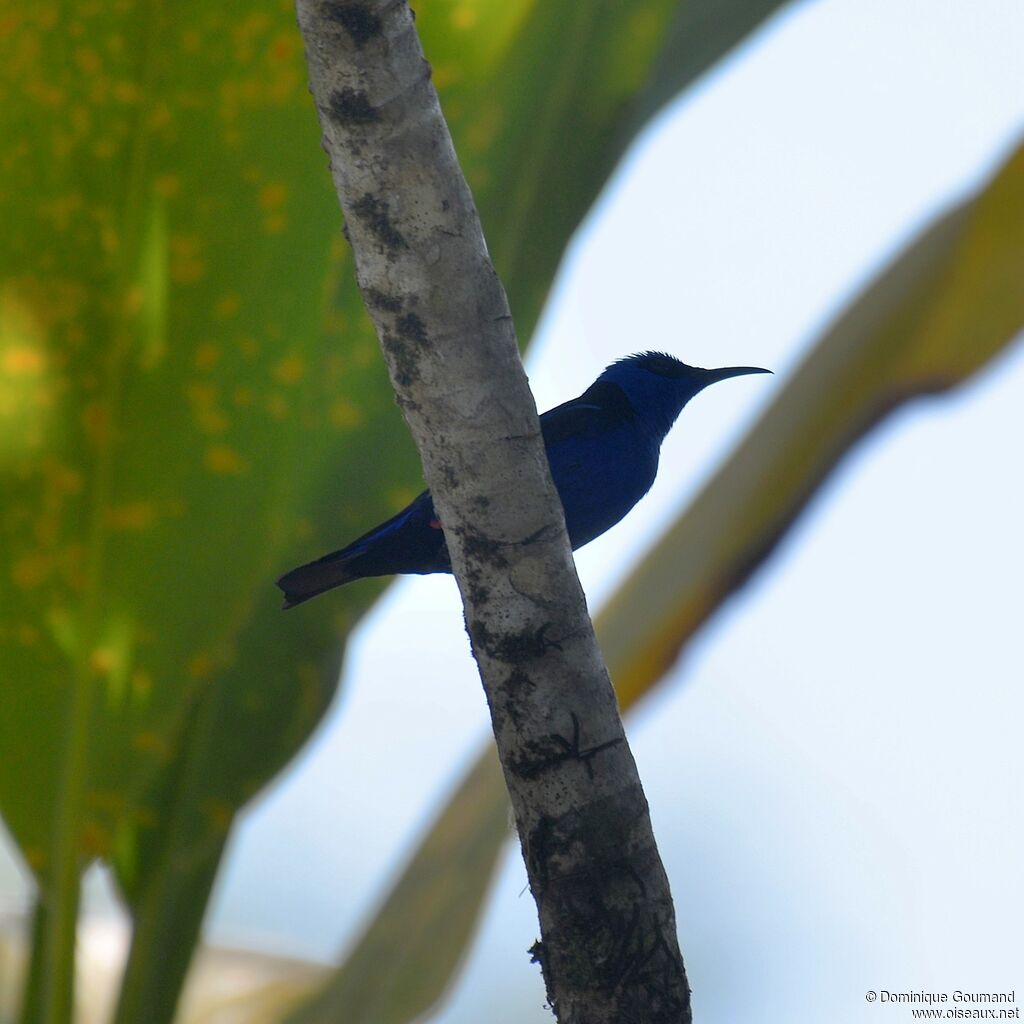 Red-legged Honeycreeper male adult