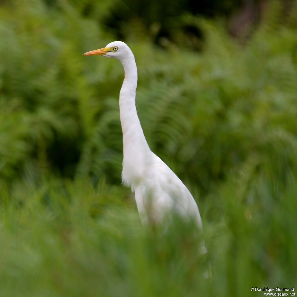 Yellow-billed Egretadult, identification