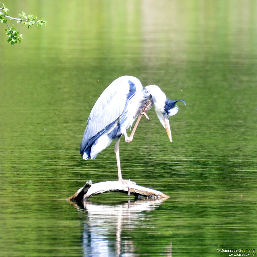 Héron cendréadulte