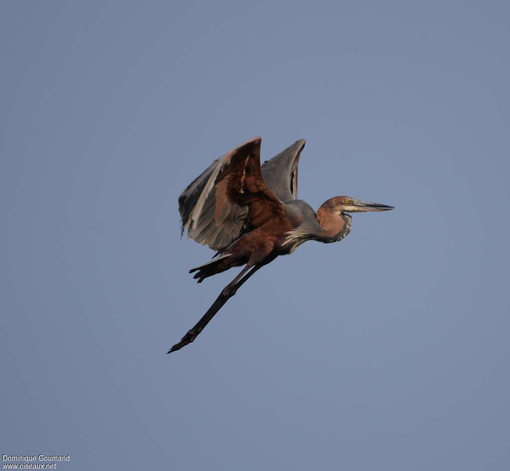 Goliath Heronadult, pigmentation, Flight