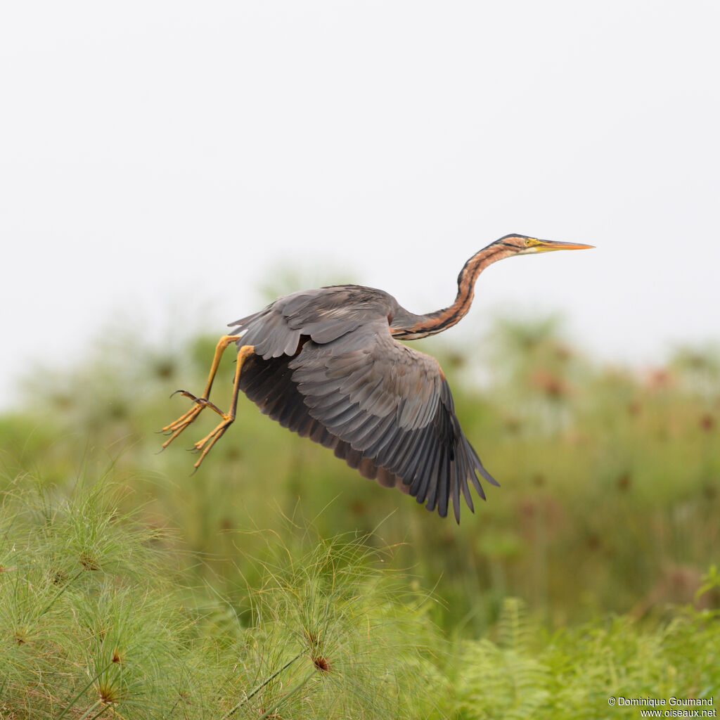 Purple Heronadult, identification, Flight