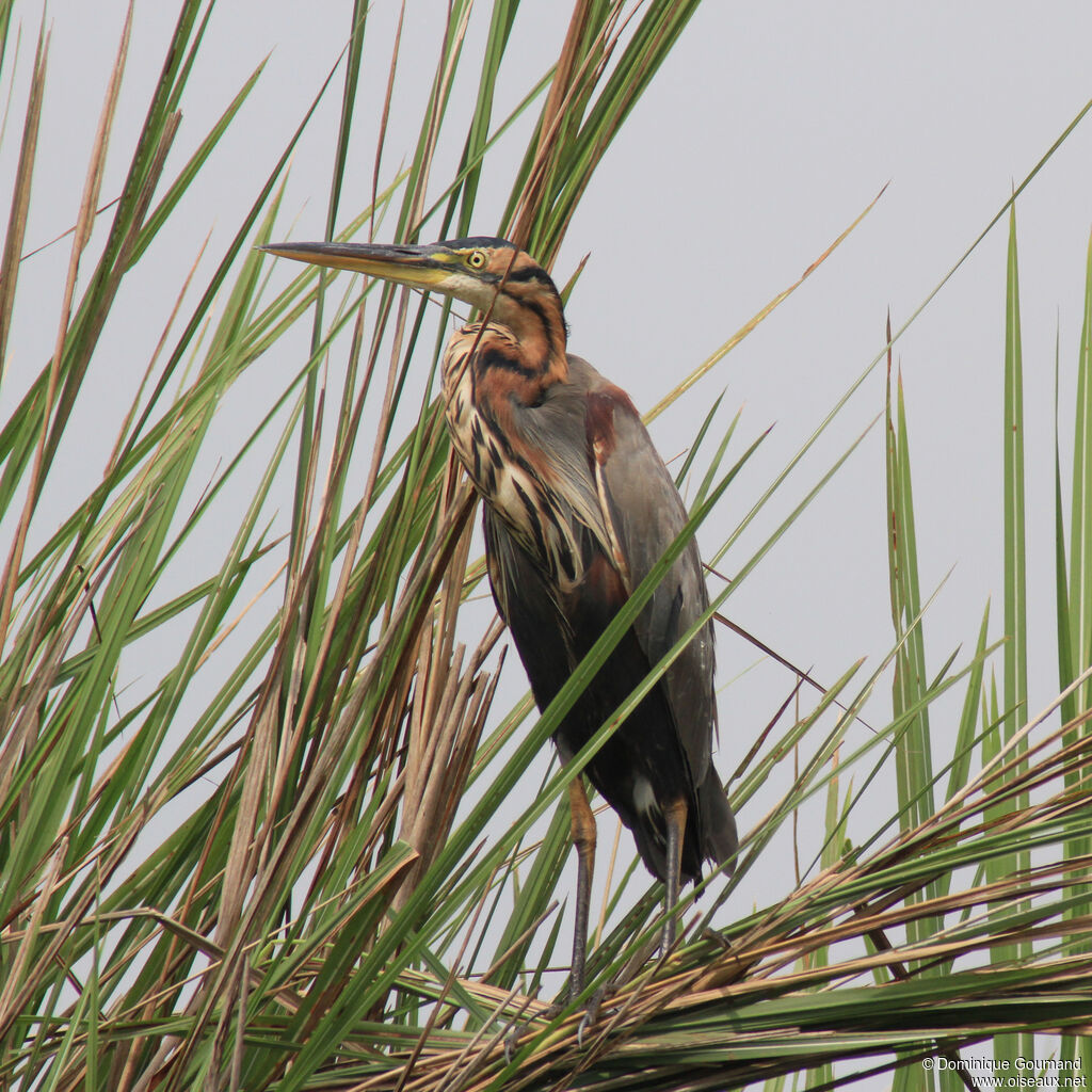 Purple Heronadult, identification