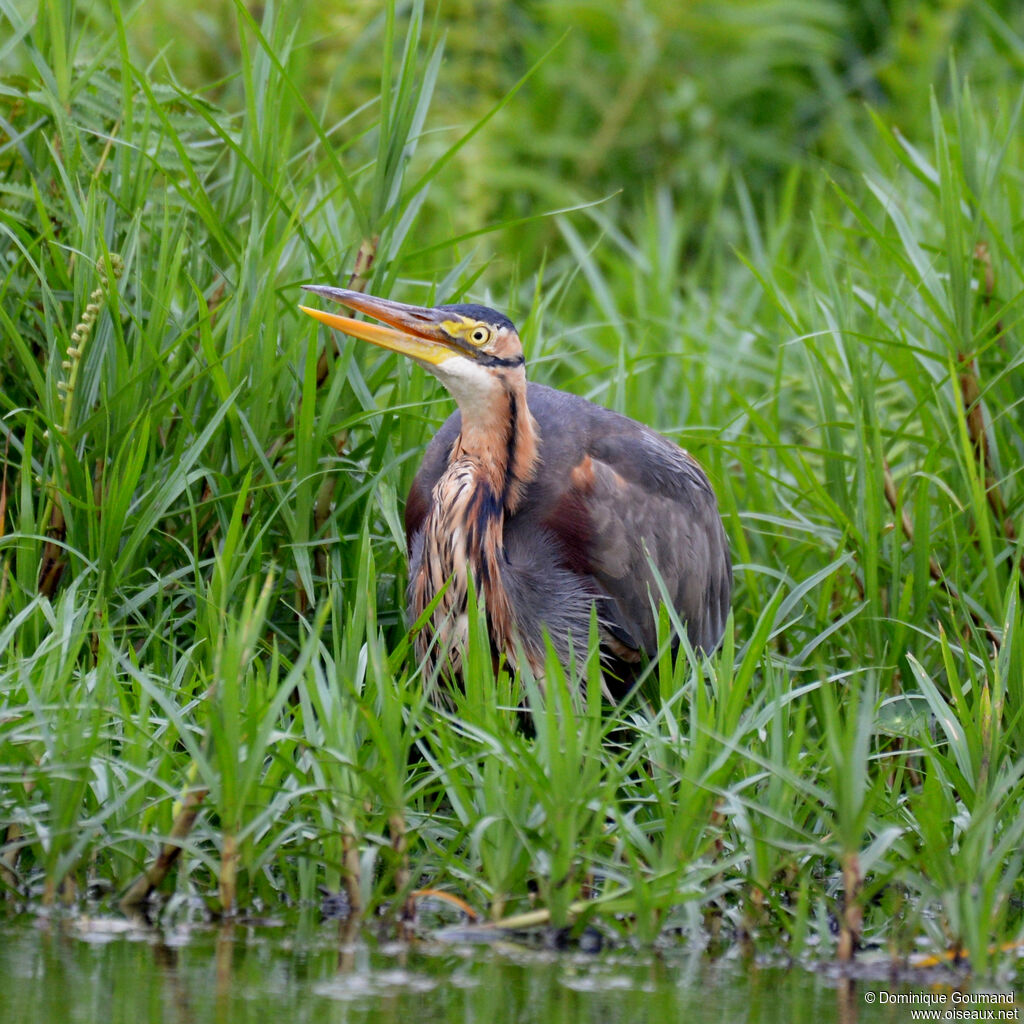 Purple Heronadult, close-up portrait