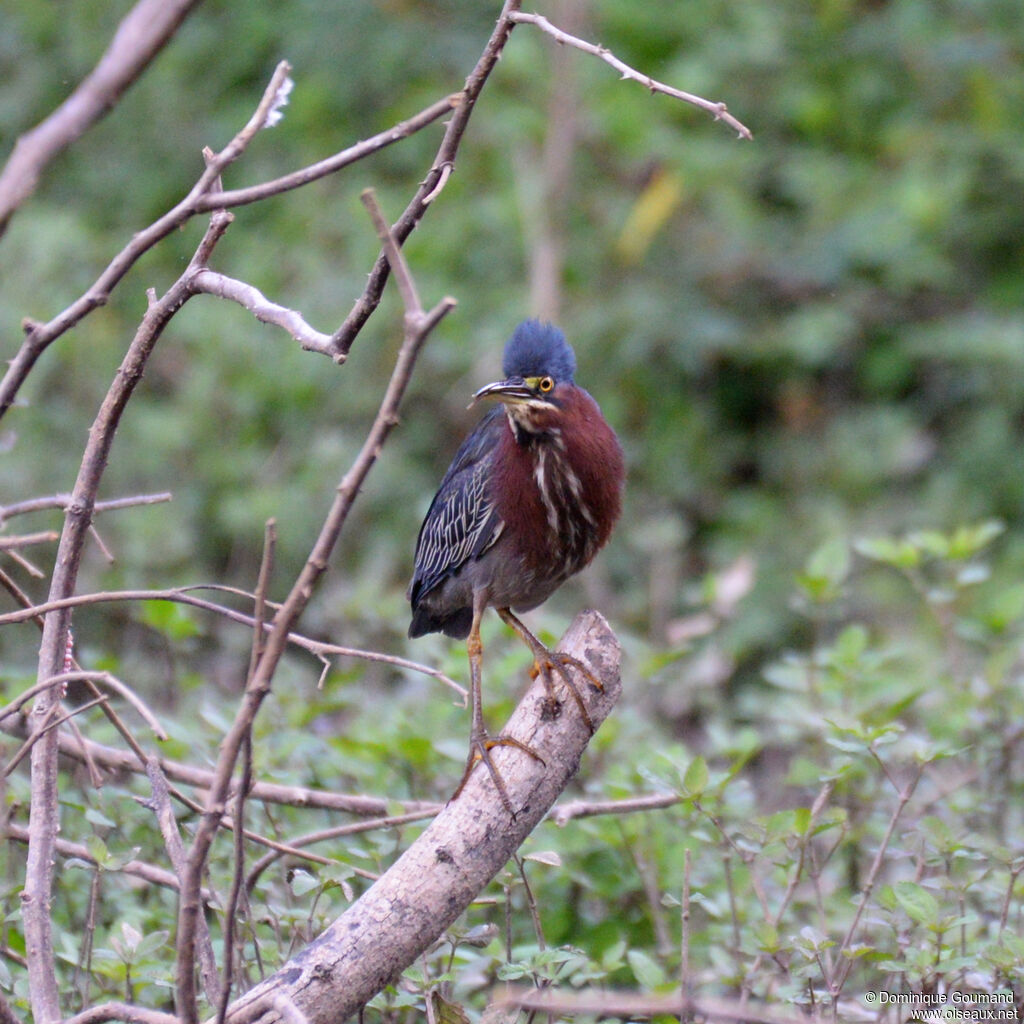 Héron vertadulte, identification