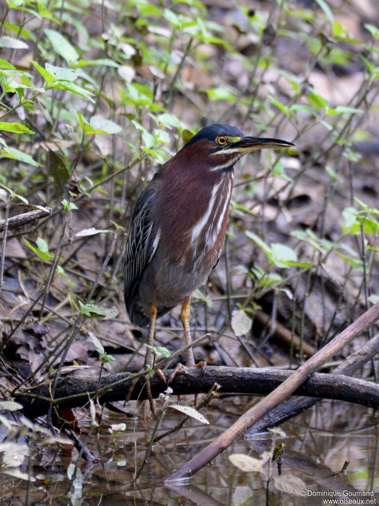 Héron vertadulte, identification
