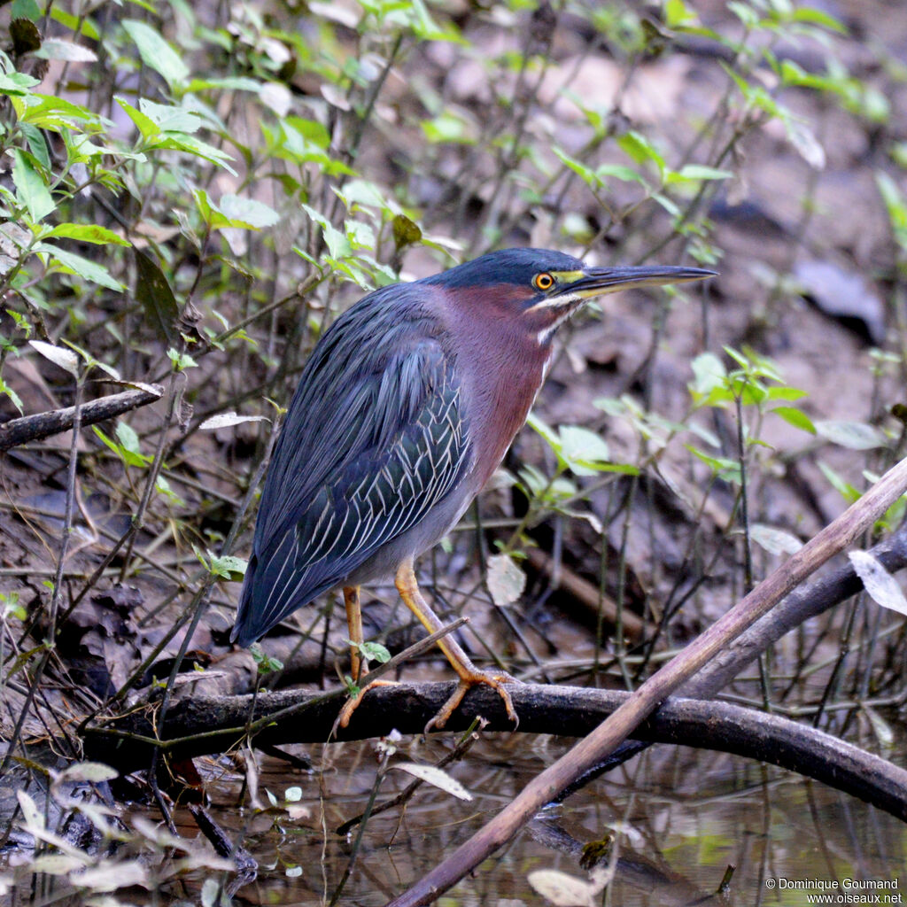 Héron vertadulte, identification