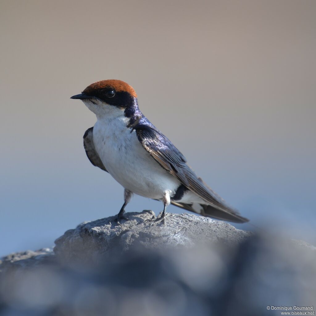 Hirondelle à longs brins