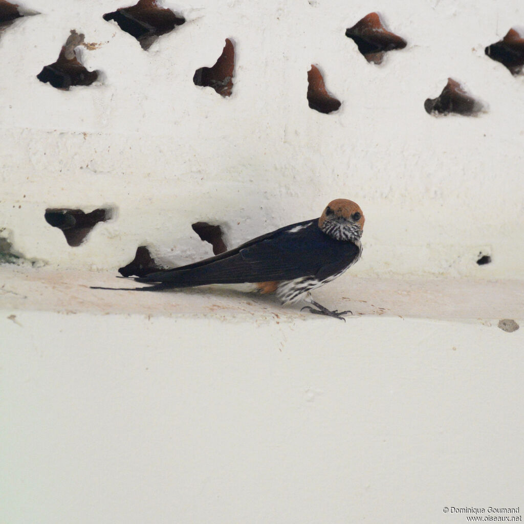 Lesser Striped Swallowadult, identification