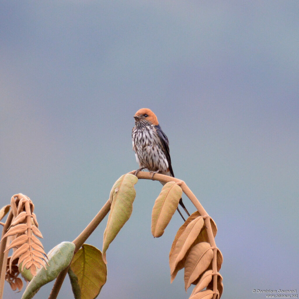 Lesser Striped Swallowadult, identification