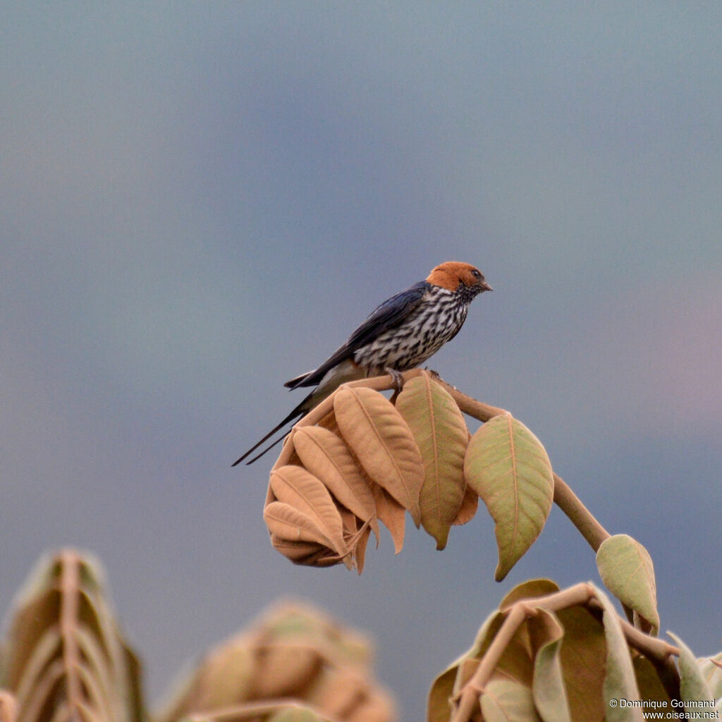 Lesser Striped Swallowadult, identification