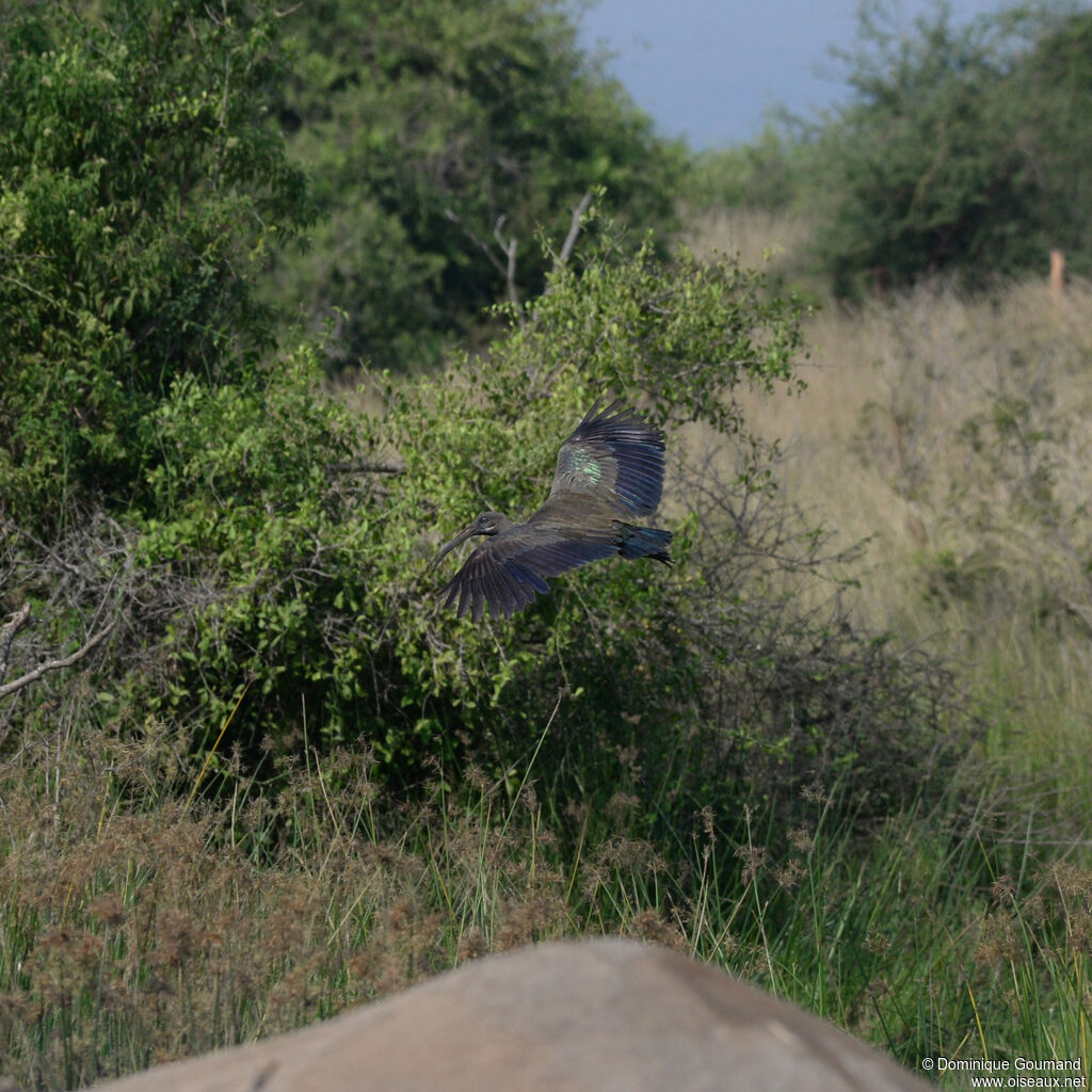 Ibis hagedashadulte, Vol