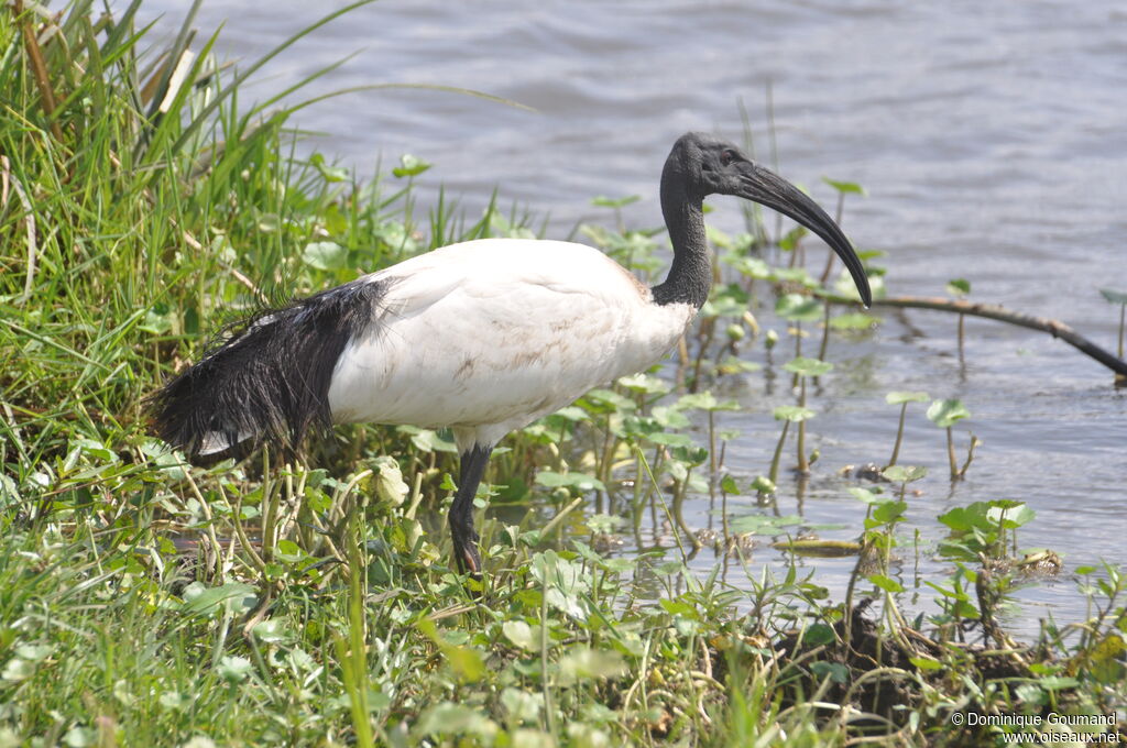 Ibis sacré