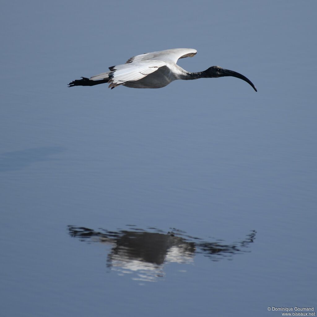 African Sacred Ibis