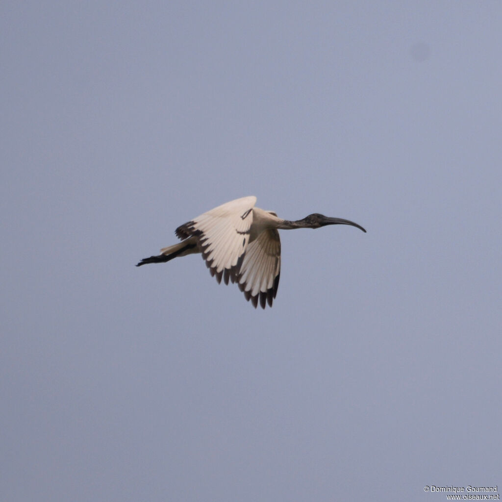 Ibis sacréadulte, Vol